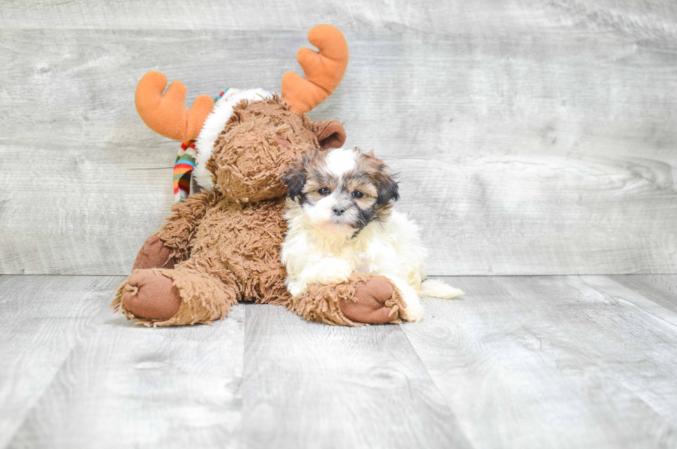 Teddy Bear Puppies for Sale Shichon Puppies