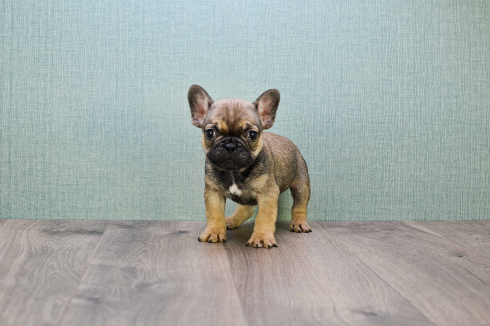Small French Bulldog Purebred Pup