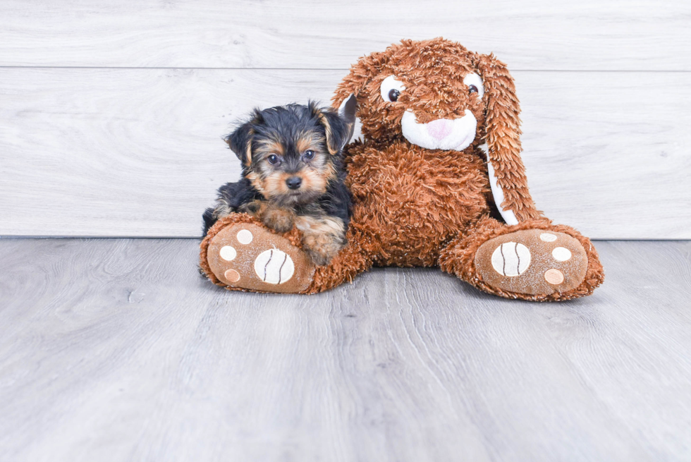 Meet Ruger - our Yorkshire Terrier Puppy Photo 3/3 - Premier Pups