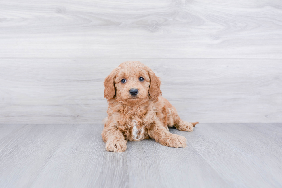 Small Mini Goldendoodle Baby