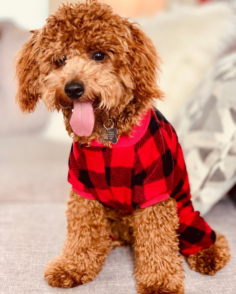 full grown apricot cockapoo dog wearing a red and black outfit