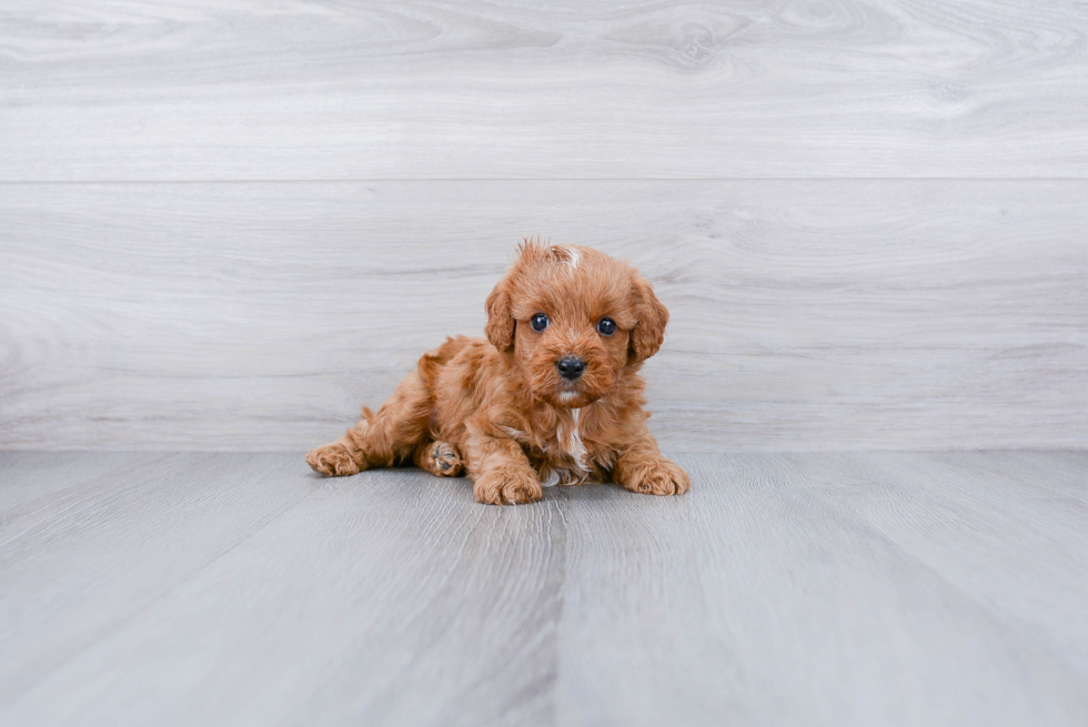 Meet Iggy - our Cavapoo Puppy Photo 3/3 - Premier Pups