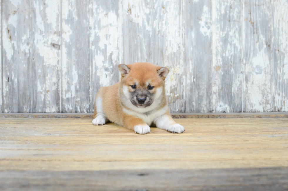 Cute Shiba Inu Mix Puppy