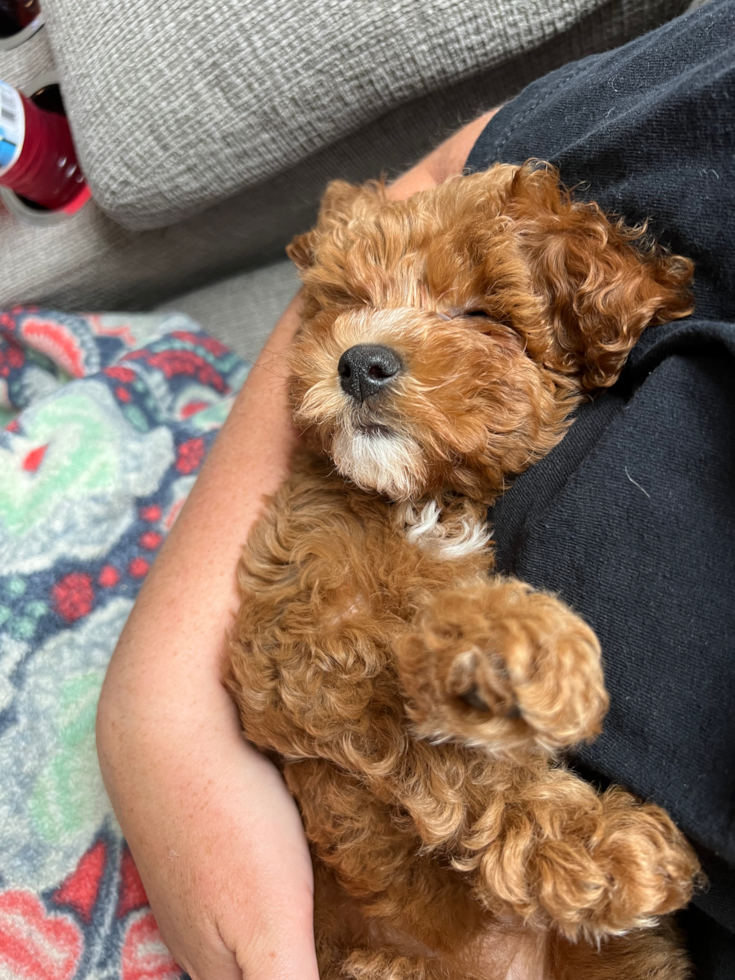 snuggly cavapoo