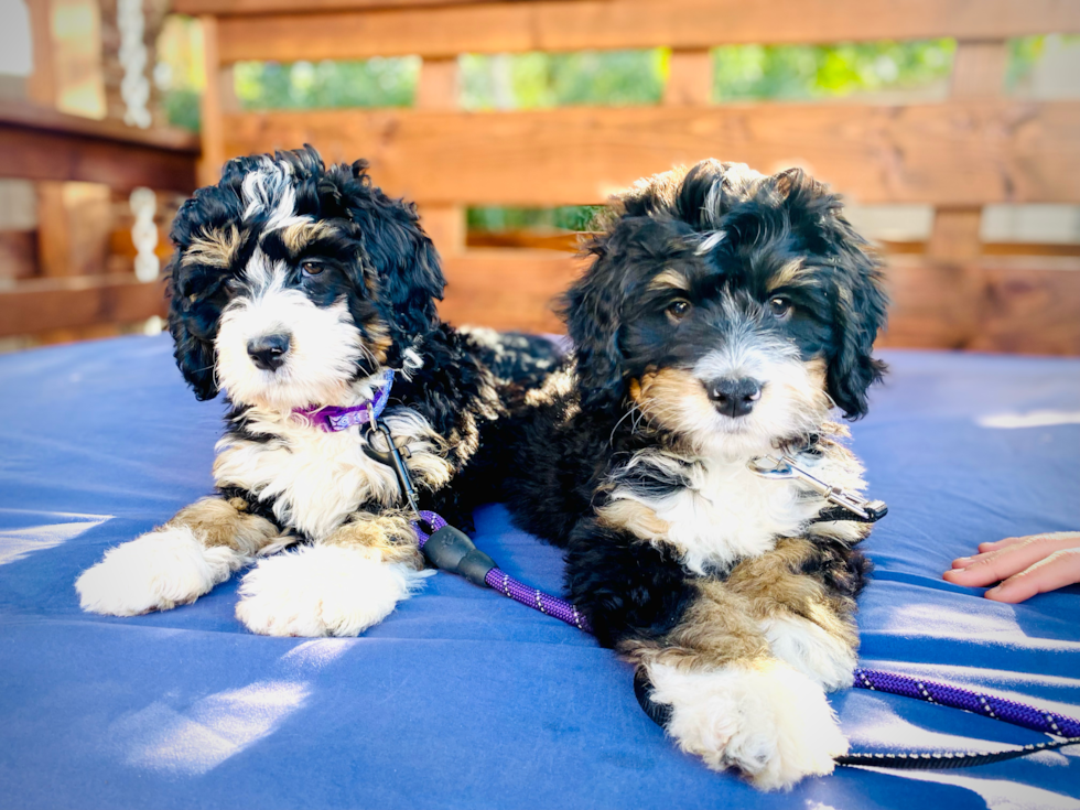 f2 mini bernedoodles next to eachother - f2 mini bernedoodle generation guide