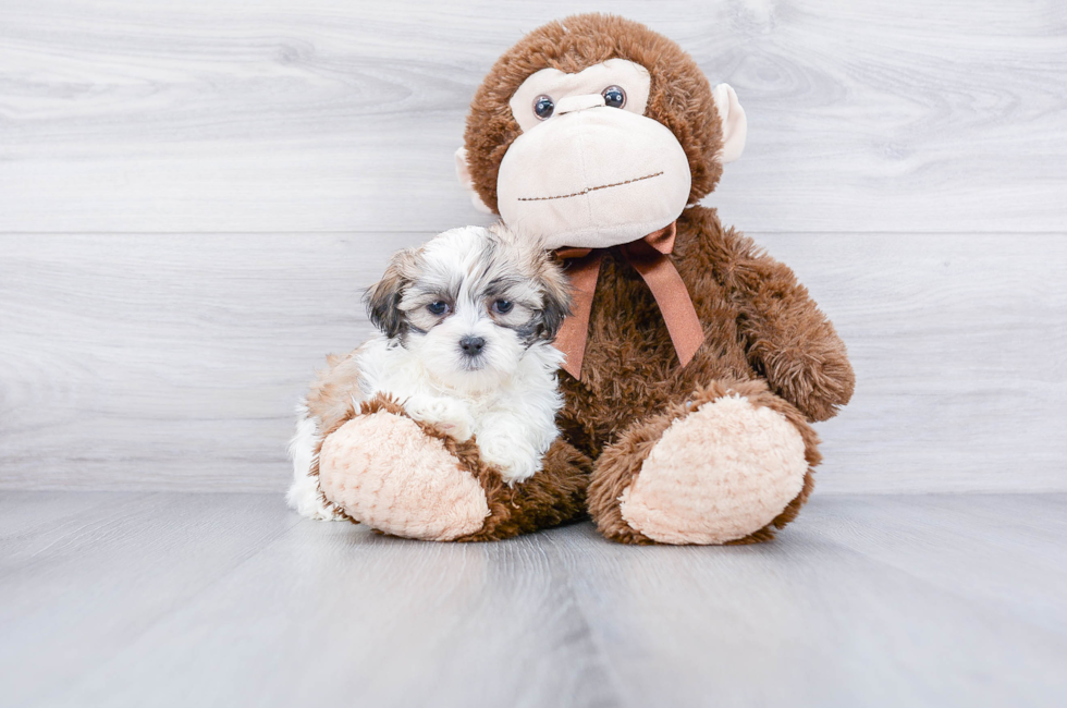 Funny Teddy Bear Puppies For Sale In Wisconsin Cheap
