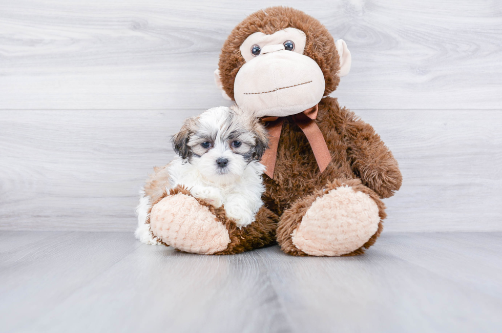 Funny Teddy Bear Puppies For Sale In Indiana