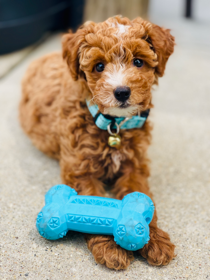 apricot mini goldendoodle f1b sitting on the floor with a blue chew toy on its paws