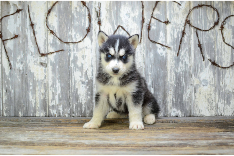 Siberian Husky Puppy for Adoption