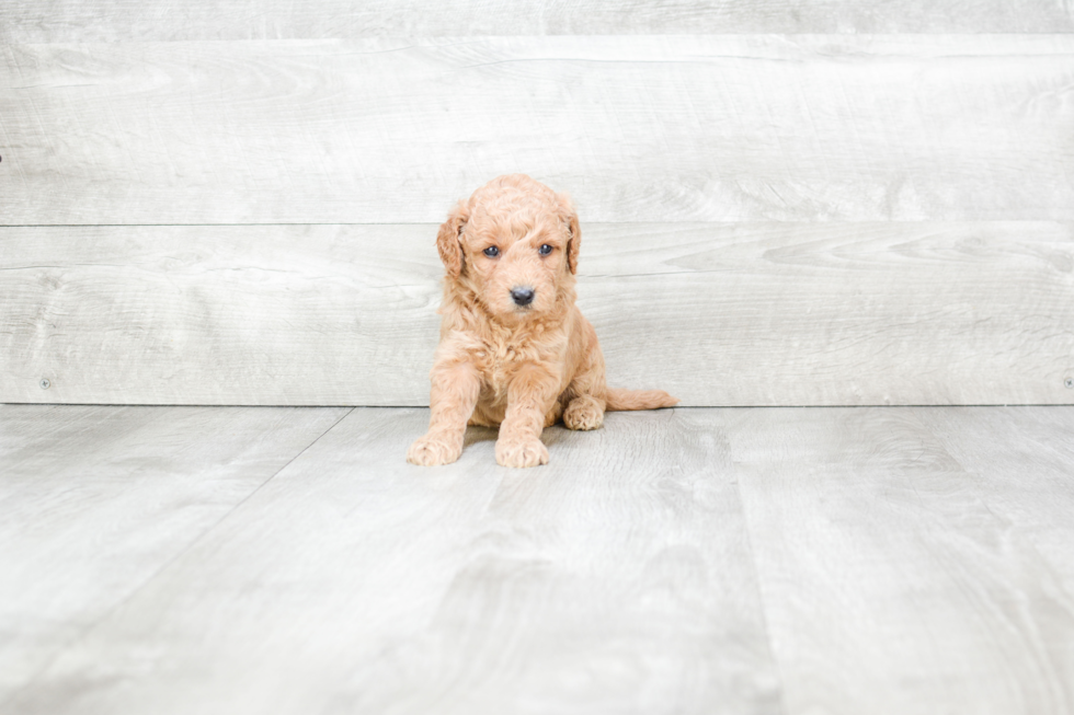 Meet Serenity - our Mini Goldendoodle Puppy Photo 2/3 - Premier Pups