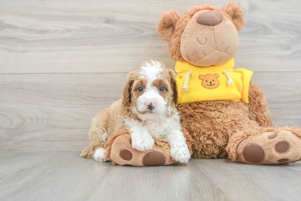 apricot and white parti mini bernedoodle puppy next to a toy teddy bear 
