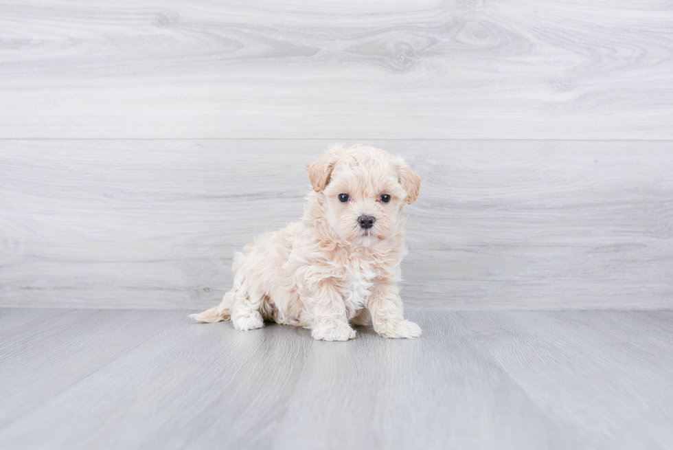 Meet Butterscotch - our Maltipoo Puppy Photo 3/3 - Premier Pups