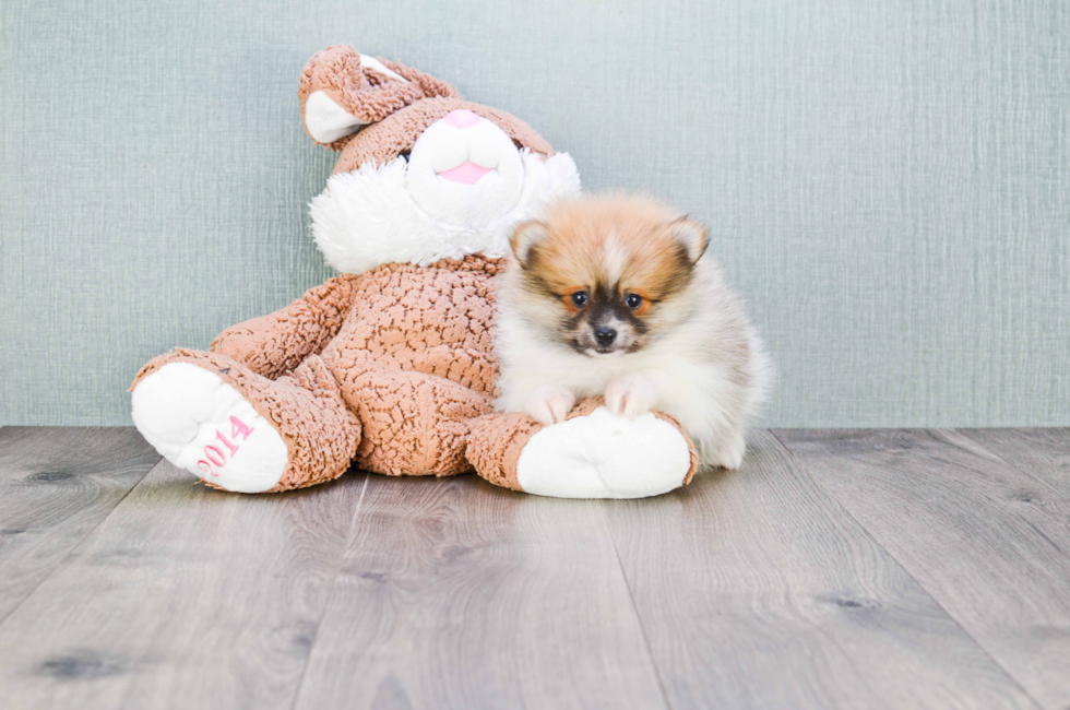 Pomeranian puppies for sale Teacup breed Pom puppies for sale in Ohio