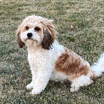 brown and white Cavachon with curly hair