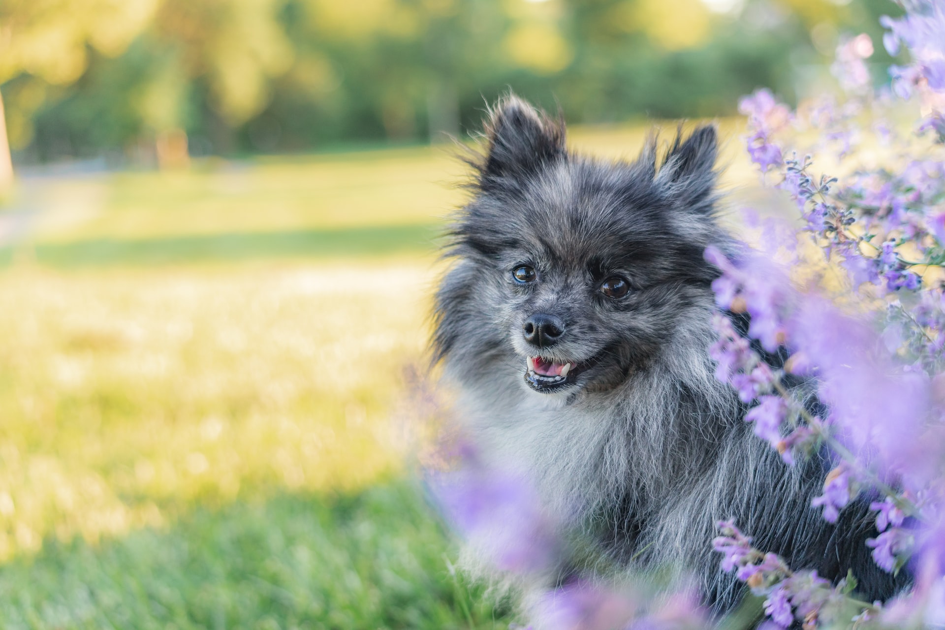 picture of a merle Pomeranian