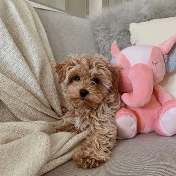 brown maltipoo sitting on a couch