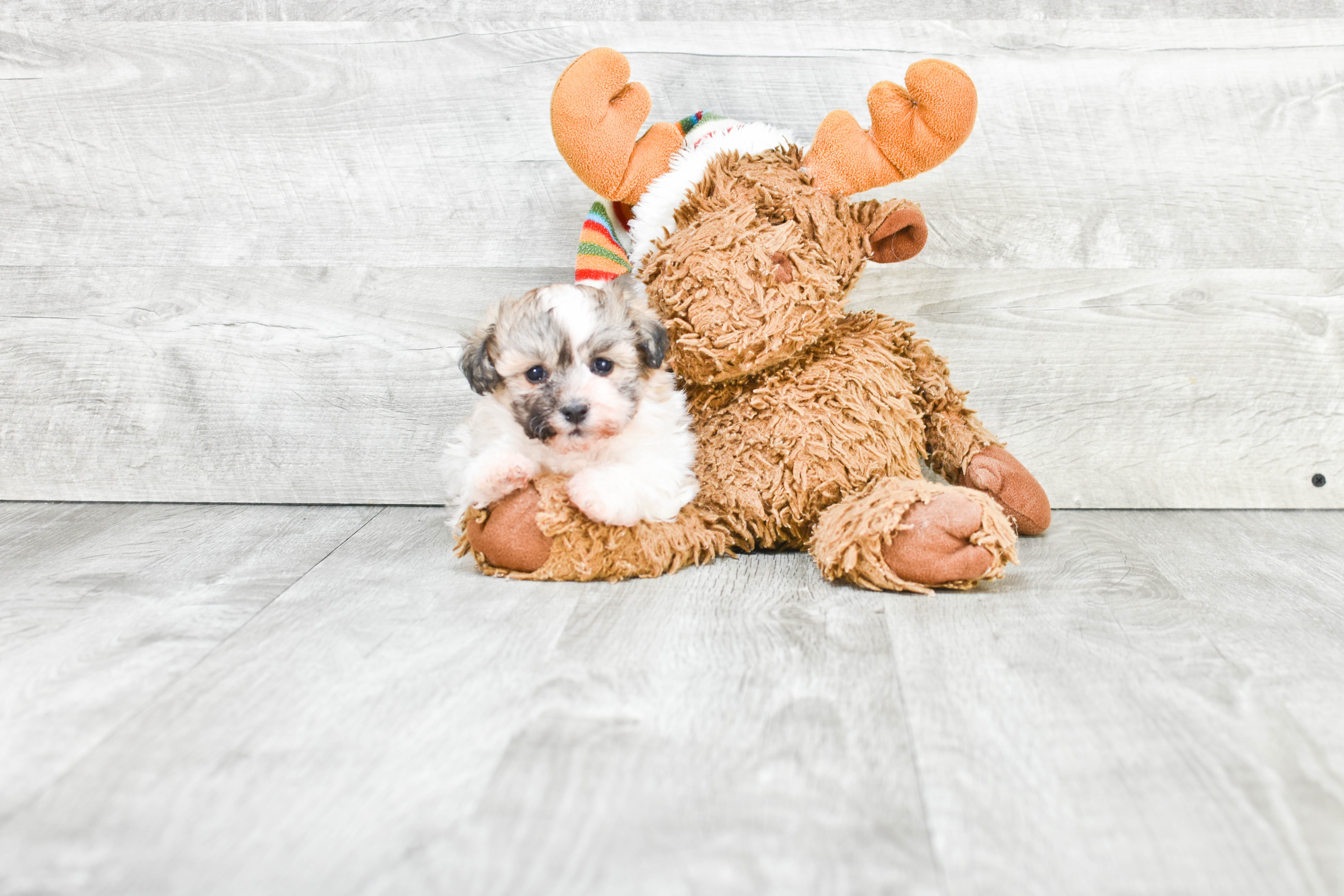 Private Sale For Teddythepup - 1 Item
