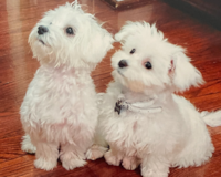 Hypoallergenic Maltese Pup