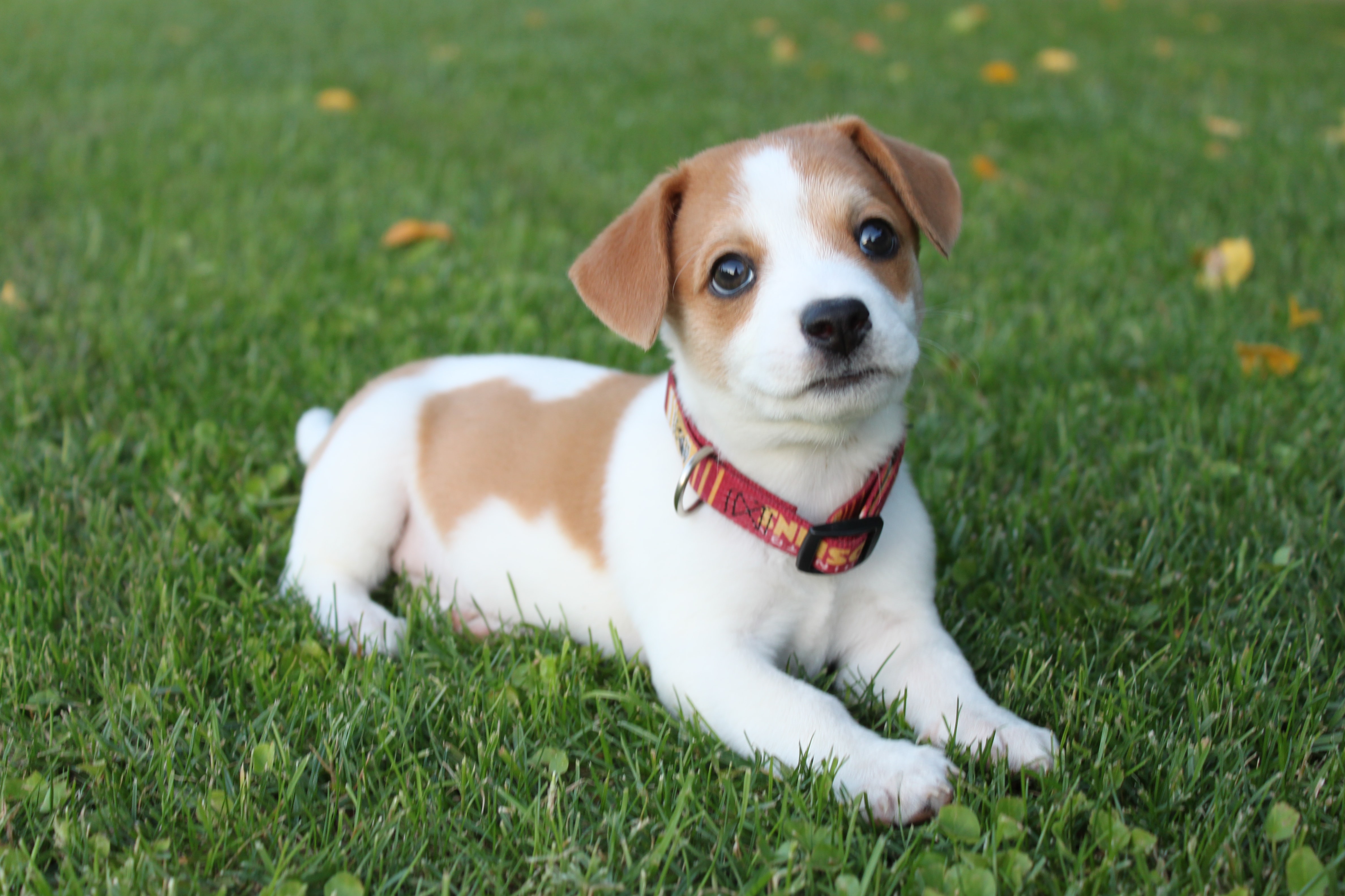white and tan puppy sitting on the grass