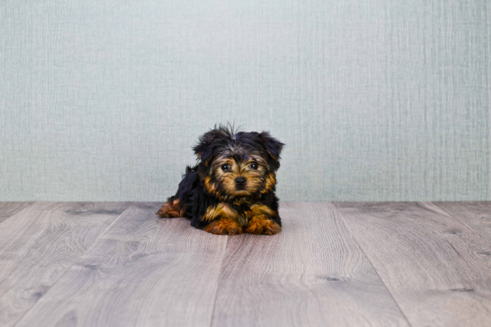 Meet Goldie - our Yorkshire Terrier Puppy Photo 