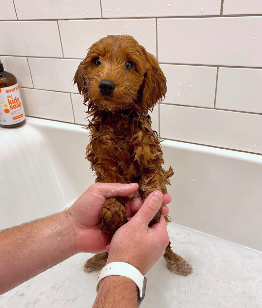 small mini goldendoodle getting a bath. the dog is wet in a hottub
