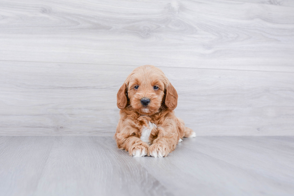 Meet Armani - our Mini Goldendoodle Puppy Photo 2/3 - Premier Pups
