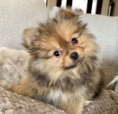 Little Pomeranian Purebred Pup