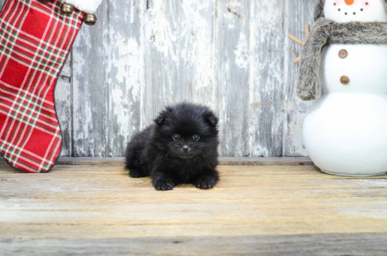 Small Pomeranian Baby