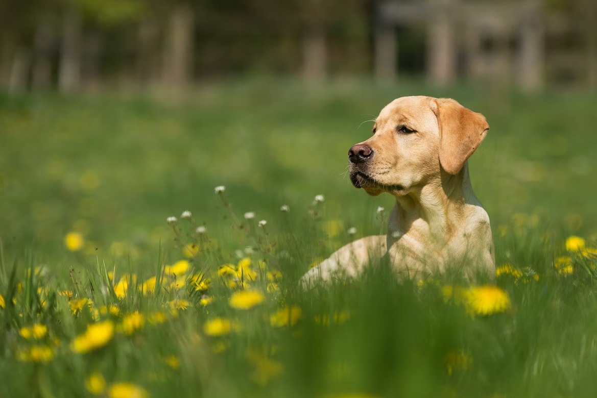 dog looking puzzled