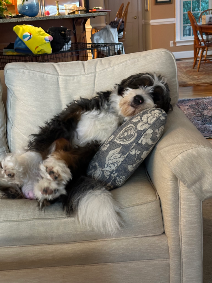 goofy mini bernedoodle sitting on a couch 