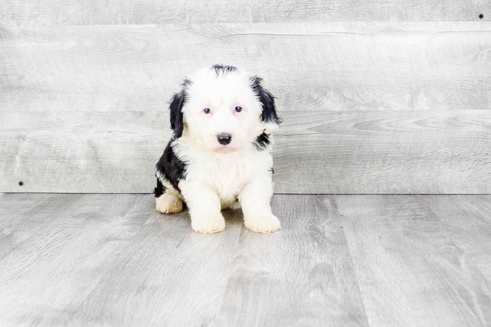 Energetic Sheep Dog Poodle Mix Puppy