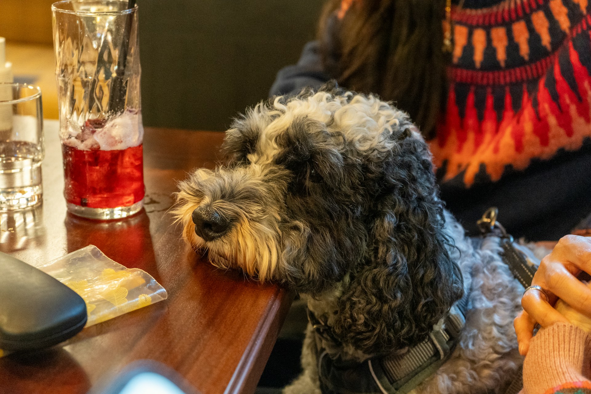 curly mini cockapoo dog sitting with its face on a table