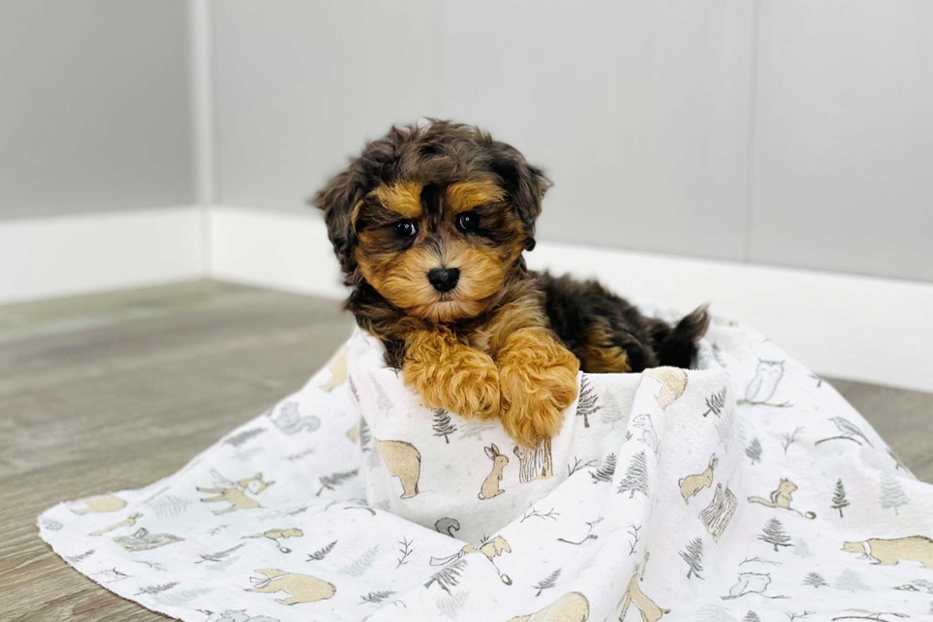 Sweet and Affectionate Maltipoo