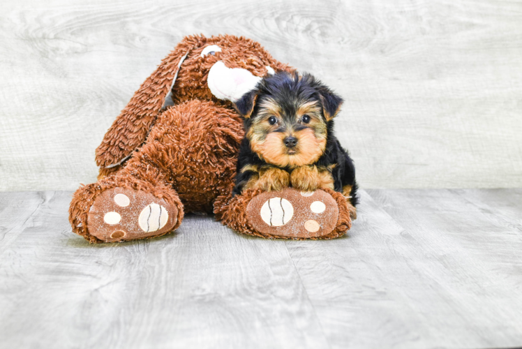 Meet Snickers - our Yorkshire Terrier Puppy Photo 1/3 - Premier Pups