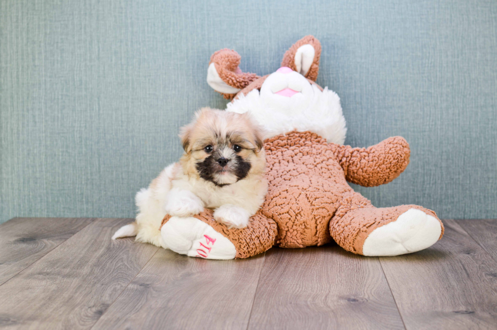 where to buy a teddy bear puppy