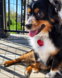 Puppy For Sale - Premier Pups Hypoallergenic Mini Aussie Pup