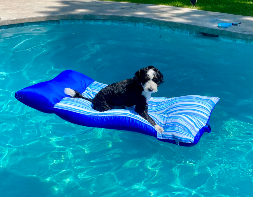mini bernedoodle with wavy coat sitting on a pool floatie - how to ensure minimal mini bernedoodle shedding at home 