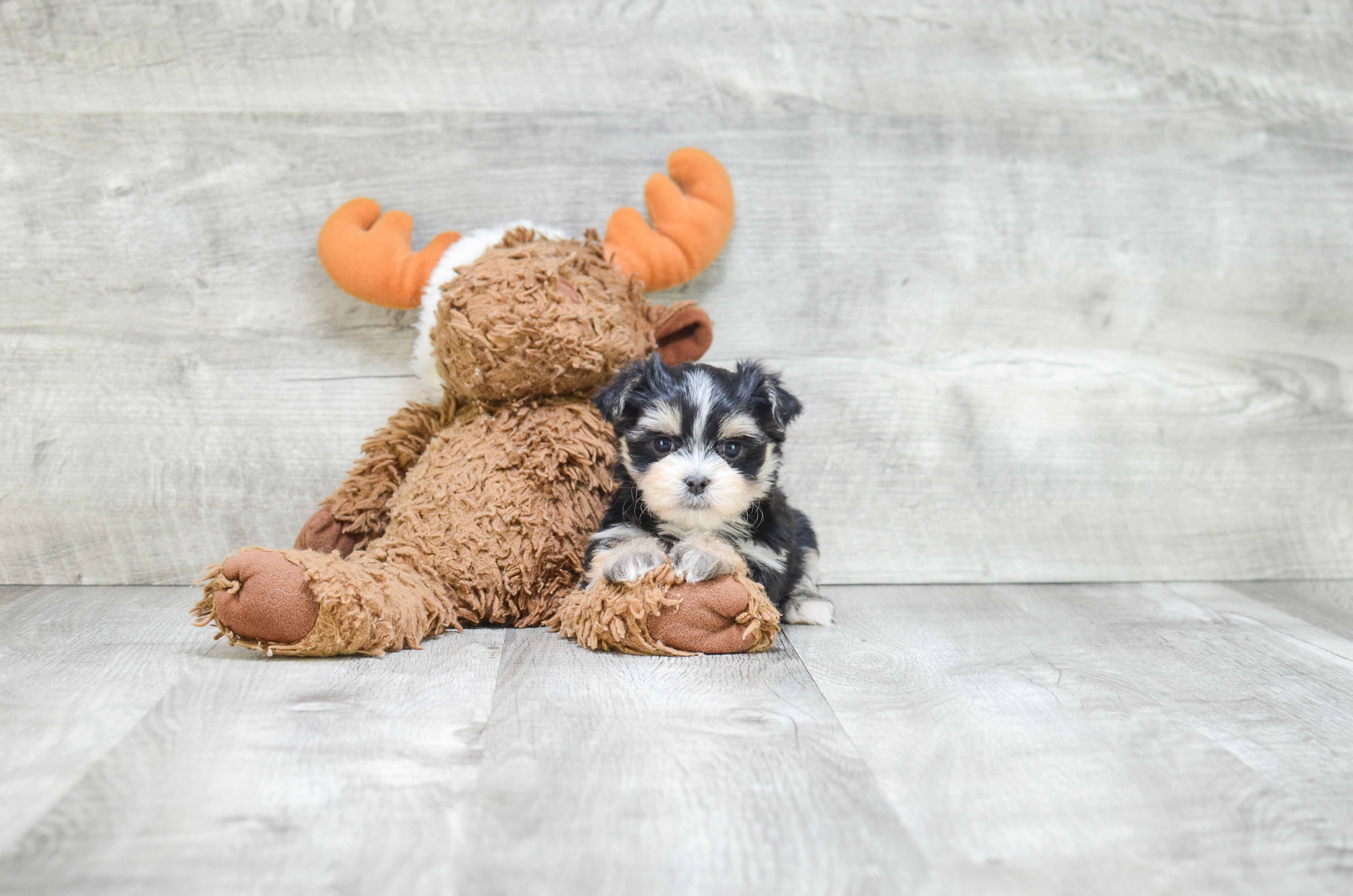 Morkie Puppies For Sale On The Spot Adoption In Ohio US Shipping   5b9e244c 8f32 4bd0 Aadf 94a0f842f837 