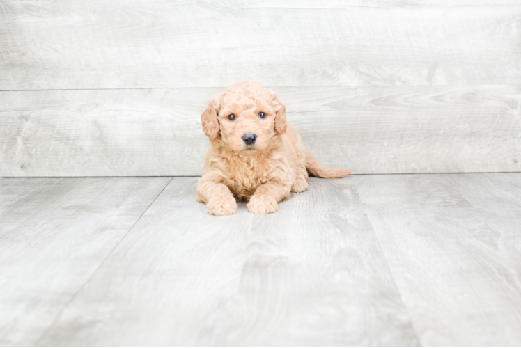 Meet Solomon - our Mini Goldendoodle Puppy Photo 1/3 - Premier Pups