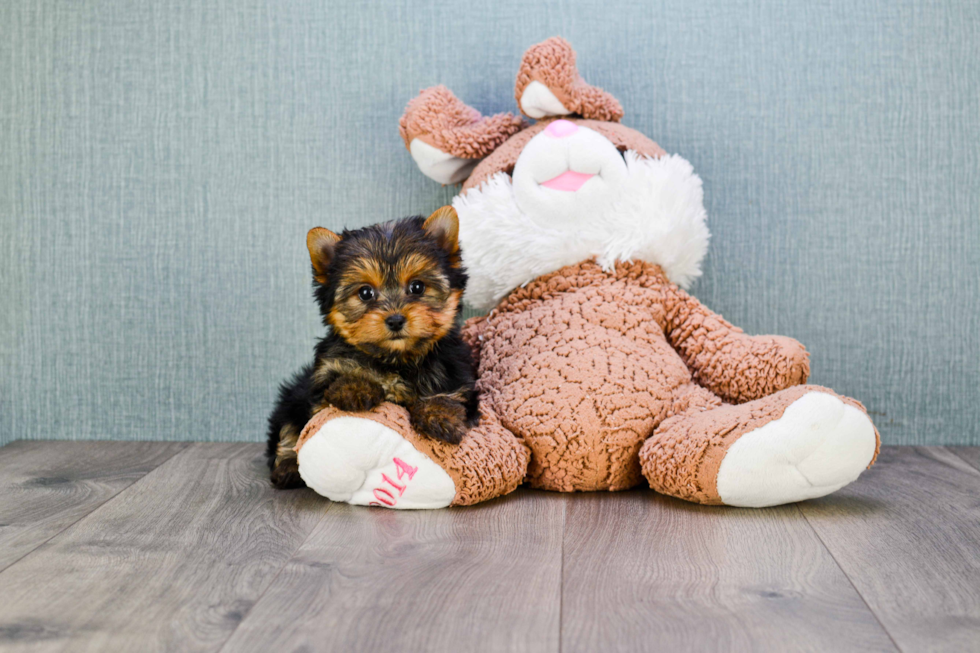 Meet Miss Perfection - our Yorkshire Terrier Puppy Photo 
