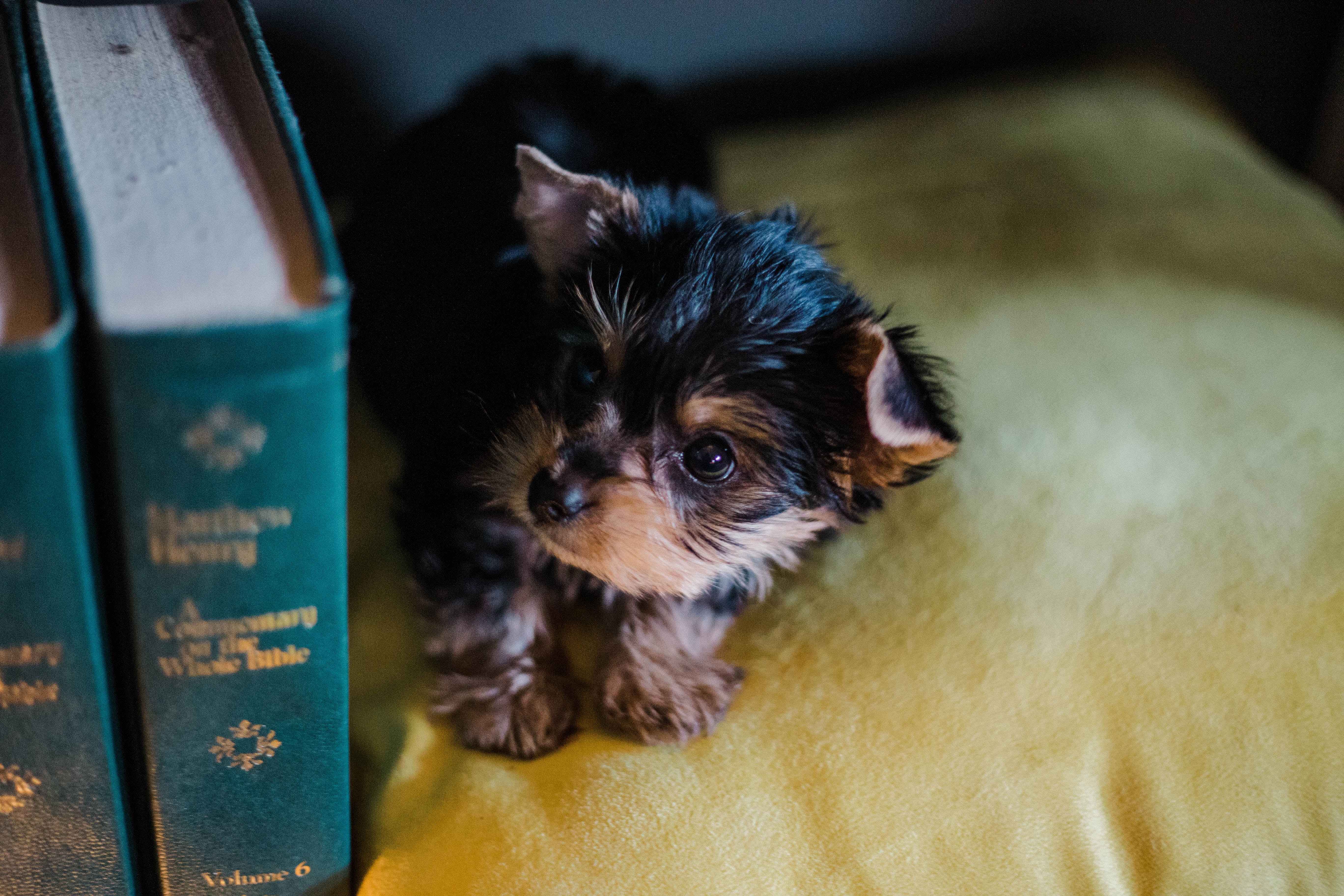 morkie puppy sitting next to books