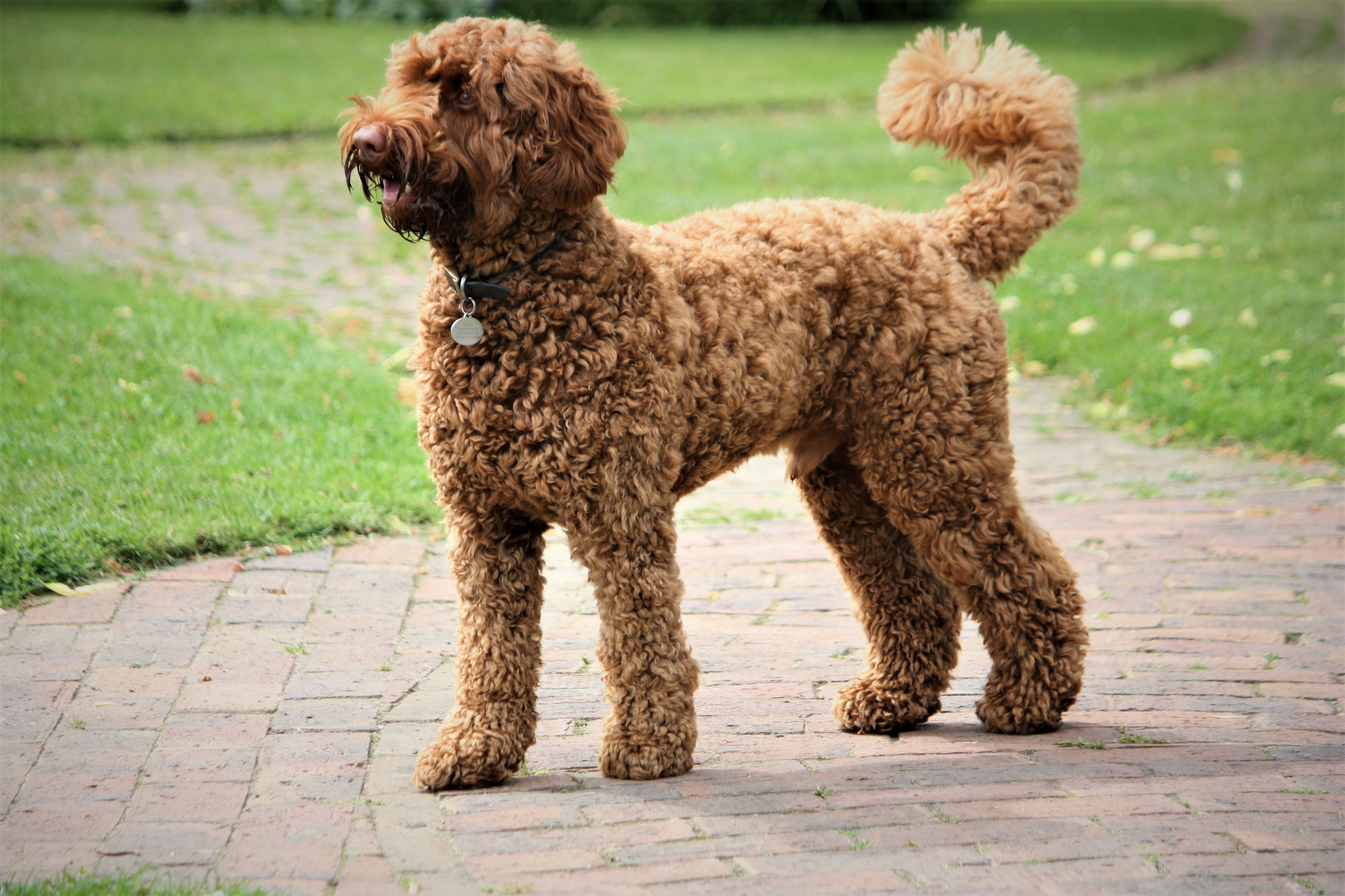 brown labradoodle dog