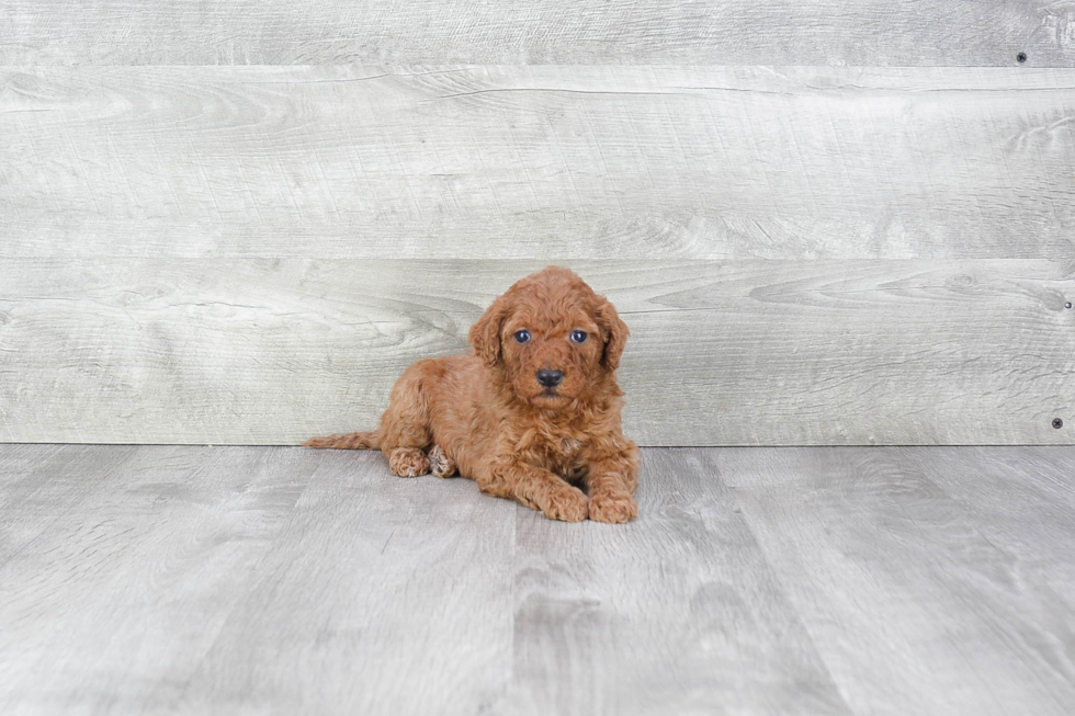 Meet Gabi - our Mini Goldendoodle Puppy Photo 8/8 - Premier Pups
