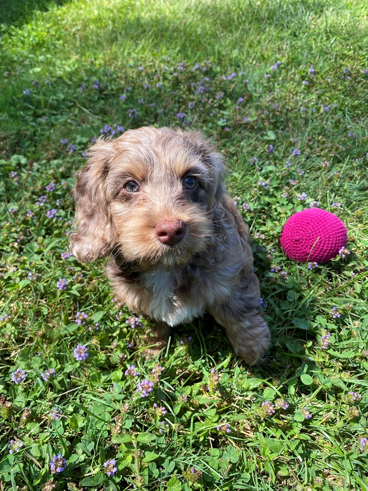 Energetic and loyal Cockapoo puppy a mix of Cocker Spaniel and Mini Poodle