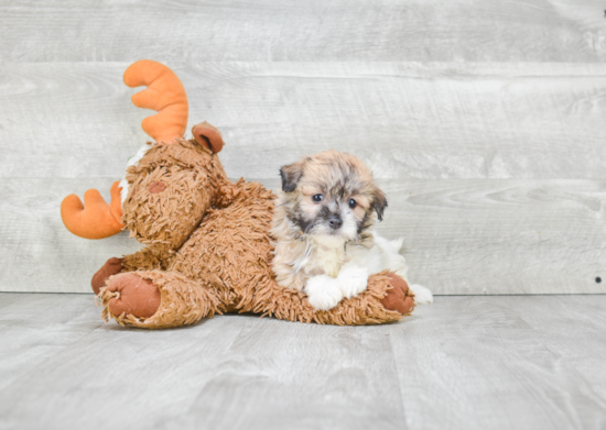 Havanese Pup Being Cute