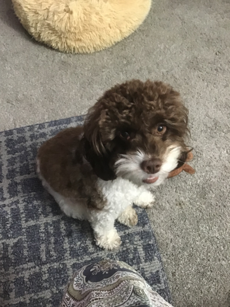 brown and white cockapoo dog sitting on the floor