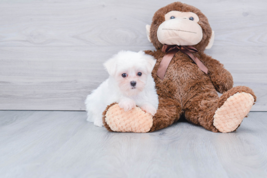 Happy Maltese Purebred Puppy