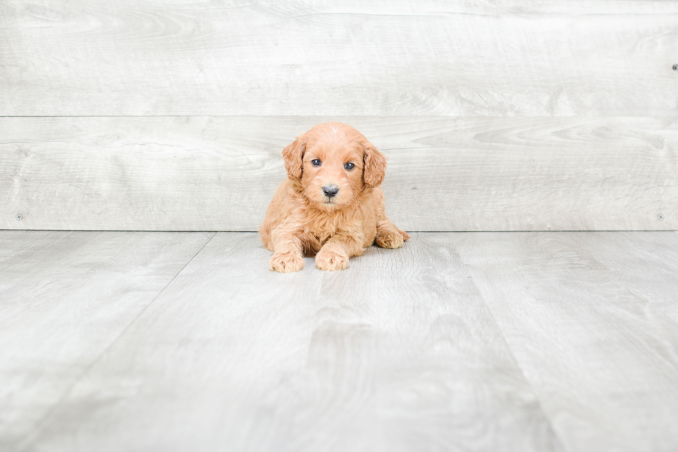 Meet Rosa - our Mini Goldendoodle Puppy Photo 2/3 - Premier Pups