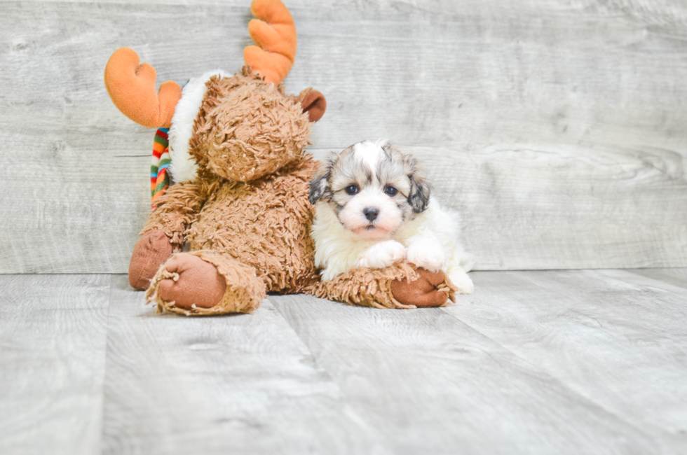 Teddy Bear Puppies for Sale - Shichon Puppies ...