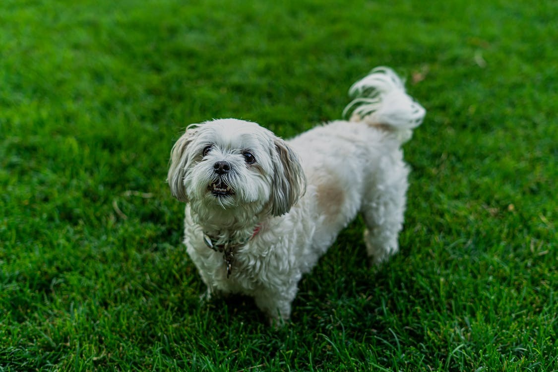 Attentive dog expressing itself illustrating the unique language of dogs